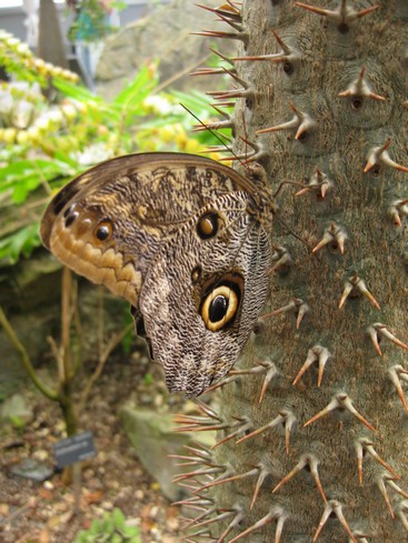 Botanická 10.jpg