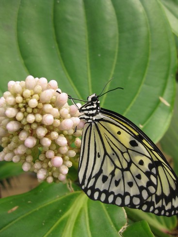 Botanická 14.jpg
