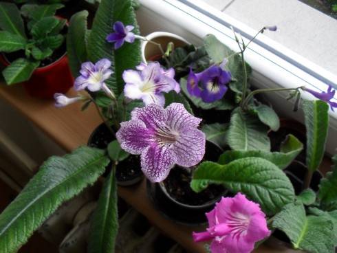 duben 2011 017.jpg