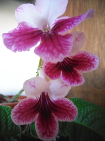 streptocarpus 004.JPG