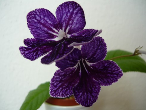 Picotee Lace.jpg