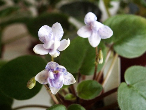 Rob's Boolaroo.jpg