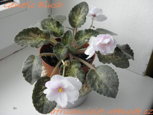 Genetic Blush.jpg