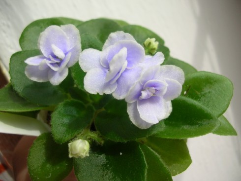 Jolly Orchid.jpg