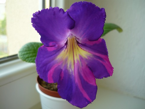 Neil's Jammin.jpg