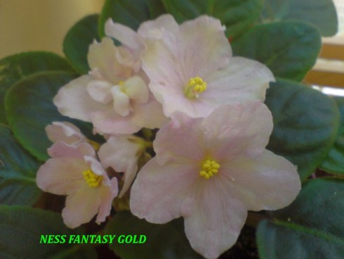 Ness' Fantasy Gold.jpg