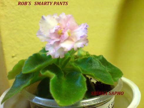 Rob's Smarty Pants.jpg