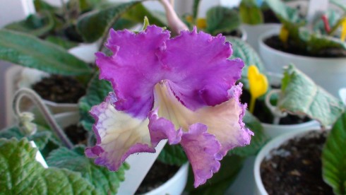Fluffy Frills.jpg