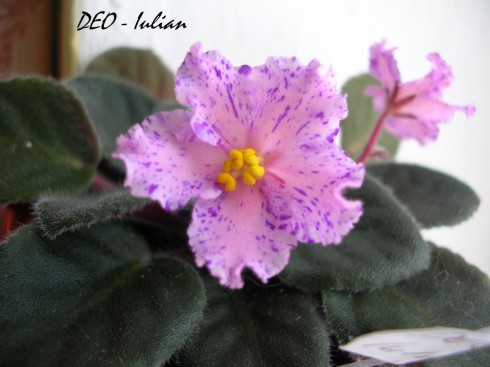DEO-Iulian.jpg