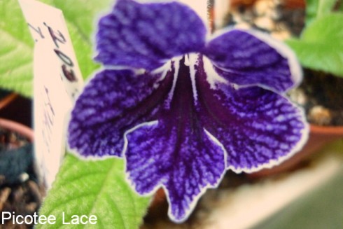 Picotee Lace.jpg
