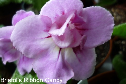 Bristol's Ribbon Candy.jpg