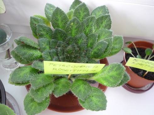 Petrocosmea rosettifolia.jpg