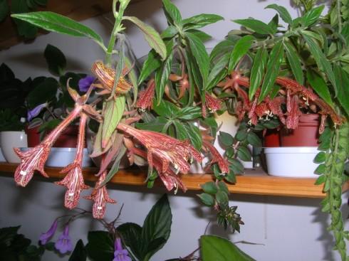 Columnea schiedeana.jpg