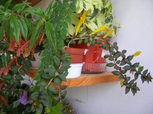 Columnea schiedeana, Dragon.jpg