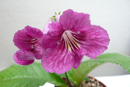 Bristol's Sixth Scents.jpg