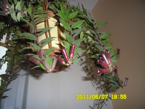 aeschynanthus.jpg