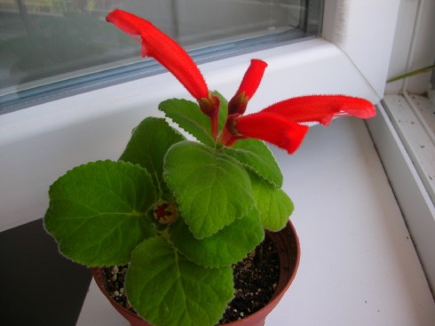 Sinningia cardinalis.jpg