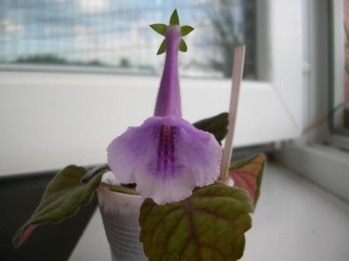SRG's Lavender Eruption.jpg