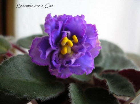 Bloomlover's Cat.jpg