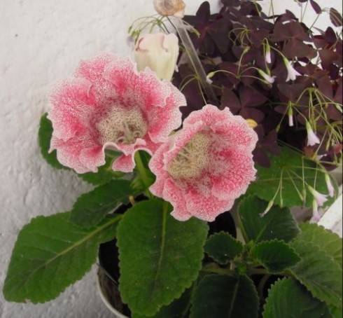 Tigrina Pink.jpg