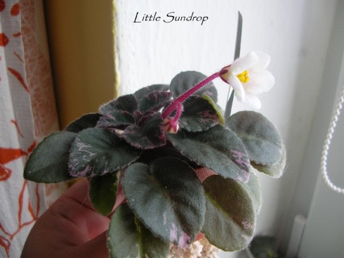 Little Sundrop.jpg