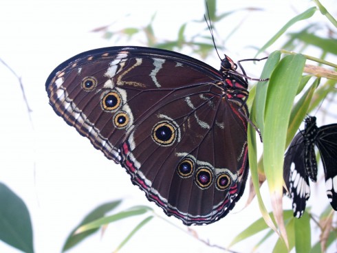 Nový Dvůr 2011 003.JPG
