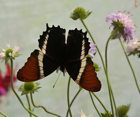 Nový Dvůr 2011 032.JPG