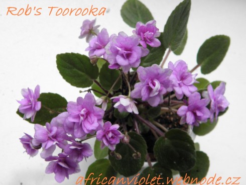 Rob's Toorooka.jpg