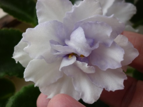P1020174.JPG