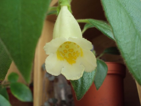 Nematanthus albus.jpg