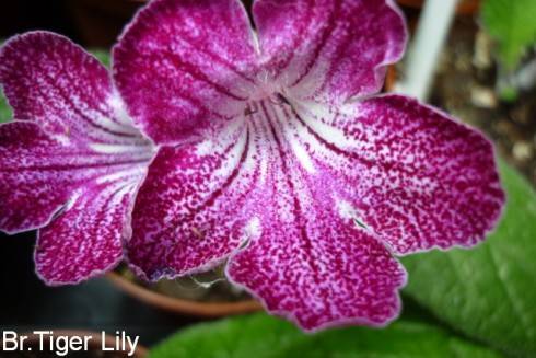 Bristol's Tiger Lily.jpg