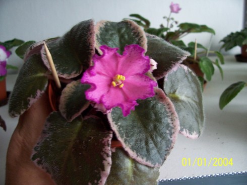 Buckeye Colossal.jpg