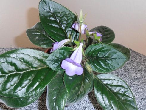 Sinningia speciosa.jpg