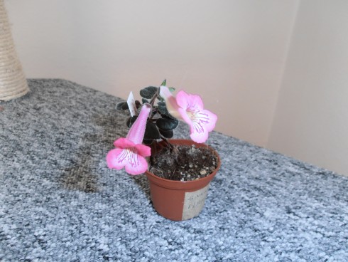 Flamingo.jpg