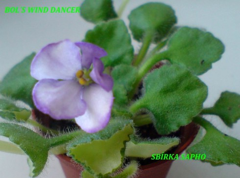 Bol's Wind Dancer.jpg