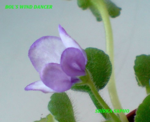 Bol's Wind Dancer.jpg