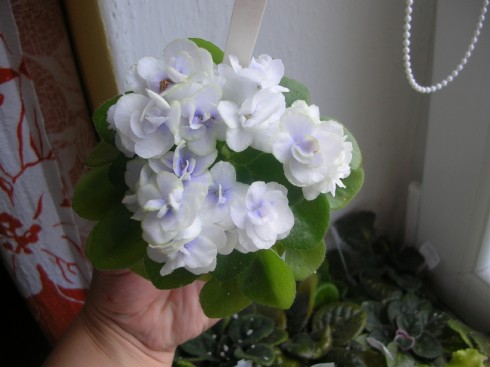 Jolly Orchid.jpg