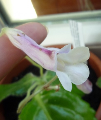Primulina heterotricha.jpg