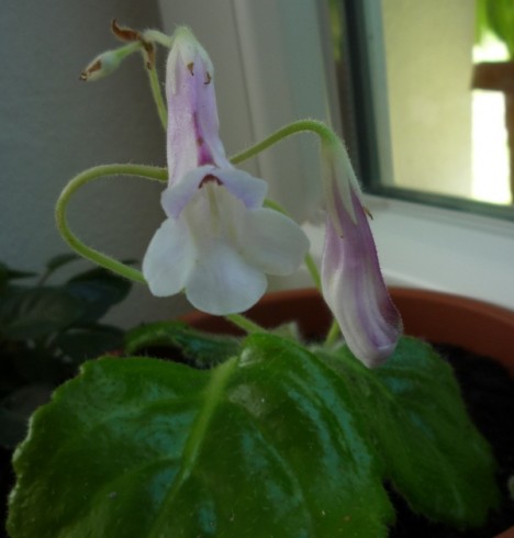 Primulina heterotricha.jpg