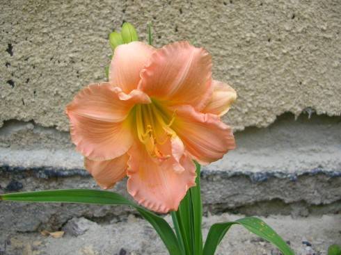 z9.jpg