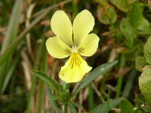 Viola lutea subsp. sudetica (violka žlutá sudetská).jpg