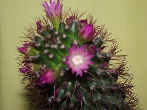 DSCF0291.jpg