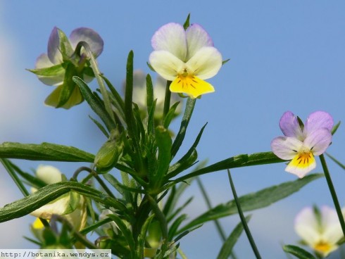 Viola tricolor (Violka trojbarevná).jpg
