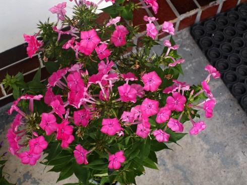 PINK FLAME.JPG