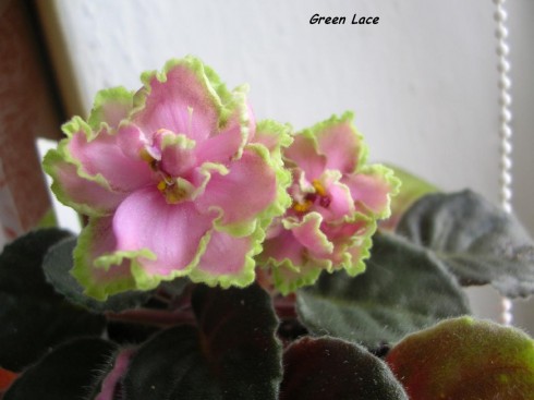Green Lace.jpg