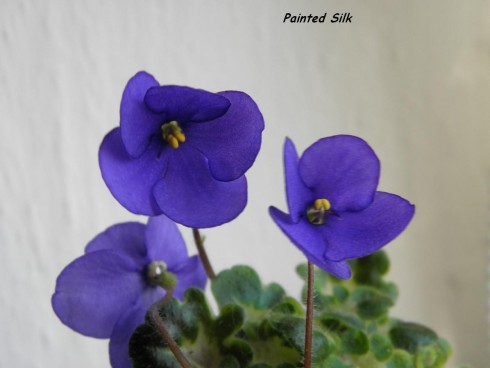 Painted Silk.jpg