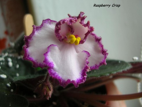 Raspberry Crisp.jpg