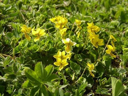 Viola biflora.jpg