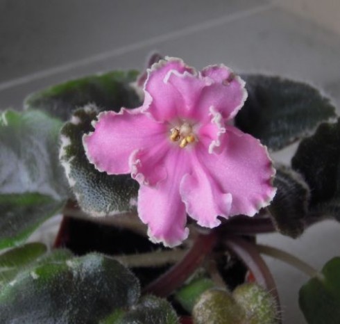 Rebel's Rhubarb Frost.jpg