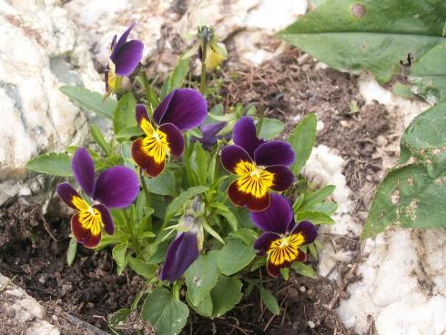 PICT0041.JPG